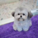 톰퍼피 강아지 분양 이미지