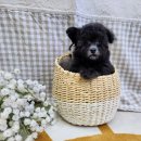 펫앤펫 인천점 강아지분양의 모든것 이미지