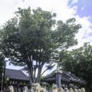 백일홍상사 | 밀양 영남루에 대하여 공부하며 알아보았어요