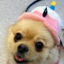 머거두댕 네이버블로그
