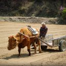 워낭소리 이미지