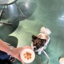 강아지살롱 이미지