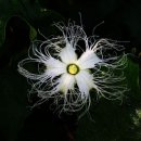 하늘타리 이미지