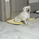 빵그루밍 이미지