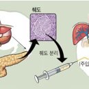 [한국일보] &#39;돼지 췌도를 인간에 이식&#39; 근거될 이종이식법이 없다﻿ 이미지