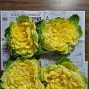 봄동 | 농라 온새미로 봄동 3kg 후기