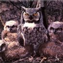 부엉이PC방 이미지