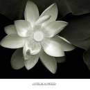 연꽃향기 이미지