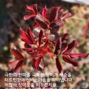 이구원: 고난뒤에 단 맛을 내게 하시는 하나님의 깊은 뜻. 창39:1-3 이미지