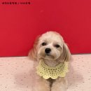 아름다운애견세상 이미지