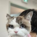 캣치유고양이미용호텔 이미지