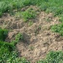 광식목장 이미지