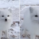 여우사람 이미지