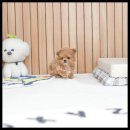 유앤미펫 강아지분양 고양이분양 용인점 이미지