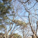 공세리마을 이미지