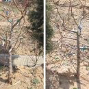 복숭아나무 4종류접 정원수 접수용 고욤나무묘목 이미지