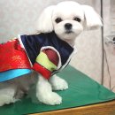 펫시스터즈 이미지