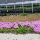 용광농장 이미지