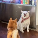 부안수한의원 | 스위치온 다이어트 ㄹㅇ 찐막 <<후기 끝~~>>