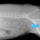 강산동물병원 이미지