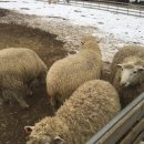 시선목장 이미지