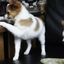 한국참피온 이미지