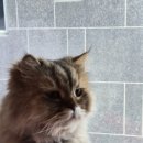 평택5로 | 평택 고양이 카페 [삼층고양이카페] 리얼 방문 후기