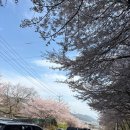 가야랜드 | 아기랑 부산 근교 벚꽃명소 나들이 김해가야랜드 방문후기