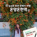 아산 뚜벅이여행 도보로 찾은 온양온천역 능소화 스팟 3곳 2026년 현황