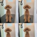 다녀오개 이미지