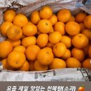 요즘 다 맛있는 제주 한라봉 * 천혜향 (천혜향 특가는 곧 마감입니다... 🍊) 이미지