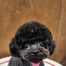 멜팅그루밍 이미지