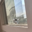 성도빌딩 | 고양이 털 때문에 못살겠어요, 갤러리아프라자 오피스텔 입주청소, 고양이털 청소 후기.