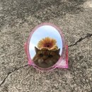 나만고양이없어 이미지