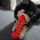 혼자멍냥 | 하루의 최애템 등극! 삑삑 소리에 스트레스 날리는 멍냥 왕뼈 장난감 사용기