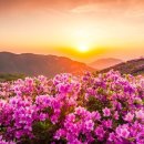 꽃동산 네이버블로그