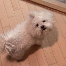 아름다울개 이미지