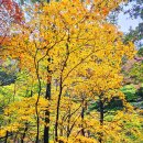 행복도시락 원덕분소 | 고운 설악산 단풍길 십이선녀탕 음률에 온몸을 적시고