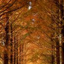 메타세콰이어길 이미지