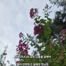 사대 Daum카페