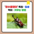 장수풍뎅이 이미지