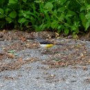 오대산의 노랑할미새(gray wagtail) 이미지