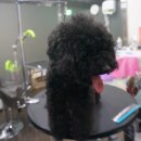 Just Grooming 이미지