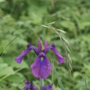 나리와꽃창포 이미지