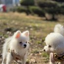 멍줍강아지산책유치원 | 진해애견유치원 창원 멍줍 강아지 산책 유치원 안내