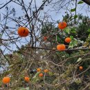 금량농장 이미지