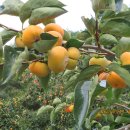 싱그러운청도로(가을) 이미지