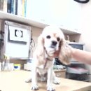 가좌종합동물병원 이미지