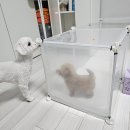 펫샵 다온입양센터 방문 및 입양후기 공익을 위해 작성!!! [출처] 다온입양센터 방문 및 입양후기...