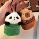 판다오라 이미지